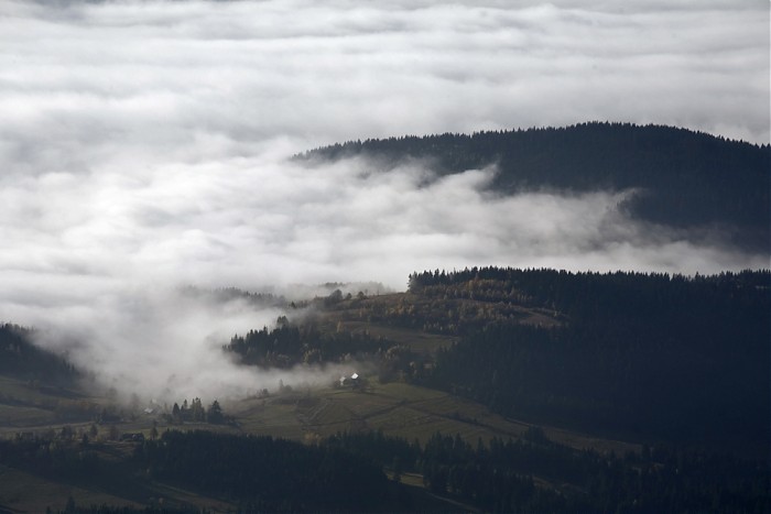 Zalane